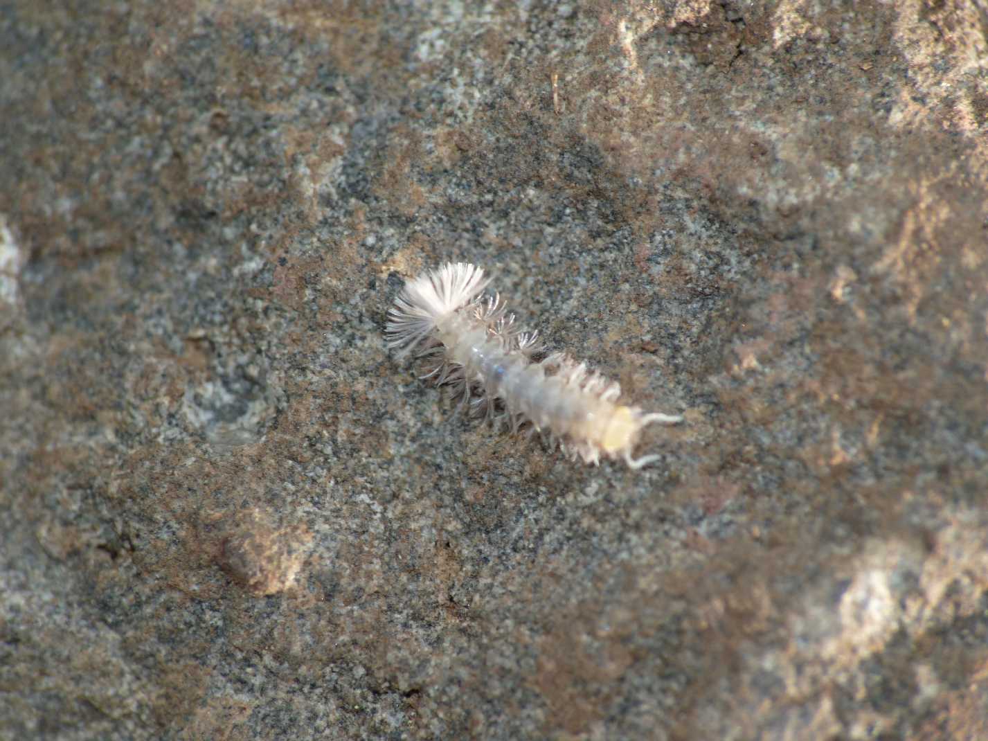 Polyxenida Lophoproctidae: Lophoproctus sp.